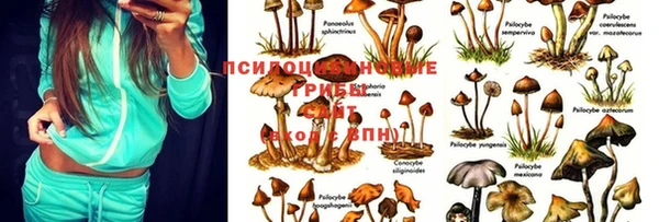 шишки Алзамай